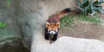 神戸どうぶつ王国に投稿された画像（2022/11/22）