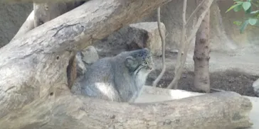 神戸どうぶつ王国に投稿された画像（2022/11/22）