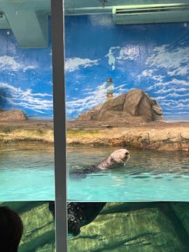 マリンワールド海の中道に投稿された画像（2022/11/22）