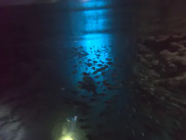 武藤潜水に投稿された画像（2022/11/22）