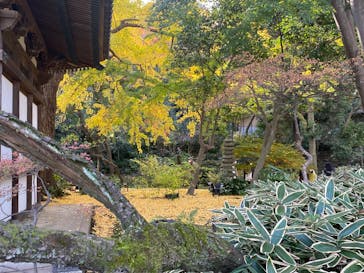 三溪園に投稿された画像（2022/11/22）