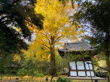 三溪園に投稿された画像（2022/11/22）