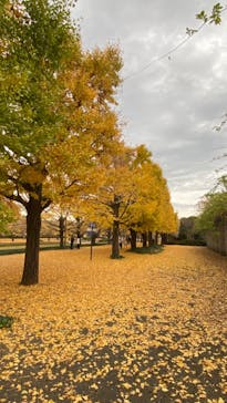 国営昭和記念公園 秋の夜散歩に投稿された画像（2022/11/22）