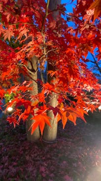 国営昭和記念公園 秋の夜散歩に投稿された画像（2022/11/22）