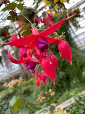 富士花鳥園に投稿された画像（2022/11/22）