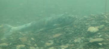 サケのふるさと 千歳水族館に投稿された画像（2022/11/22）