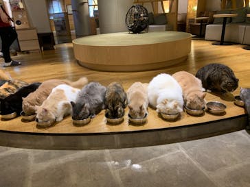 猫カフェモカ　新宿店に投稿された画像（2022/11/22）