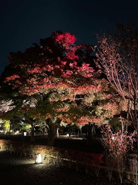 NAKED FLOWERS 2022 秋 世界遺産・二条城に投稿された画像（2022/11/22）