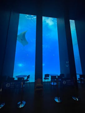 沖縄美ら海水族館に投稿された画像（2022/11/22）