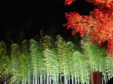 国営昭和記念公園 秋の夜散歩に投稿された画像（2022/11/22）