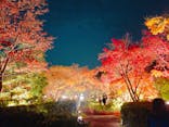 国営昭和記念公園 秋の夜散歩に投稿された画像（2022/11/23）