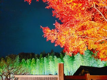 国営昭和記念公園 秋の夜散歩に投稿された画像（2022/11/22）