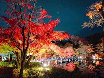 国営昭和記念公園 秋の夜散歩に投稿された画像（2022/11/22）