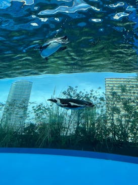 サンシャイン水族館に投稿された画像（2022/11/22）