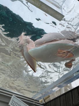 サンシャイン水族館に投稿された画像（2022/11/22）
