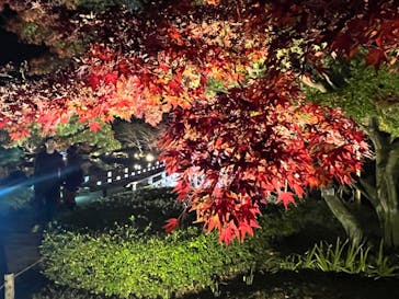 国営昭和記念公園 秋の夜散歩に投稿された画像（2022/11/23）