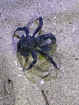 石垣島 ADVENTURE PiPi（イシガキジマアドベンチャーピピ）に投稿された画像（2022/11/23）