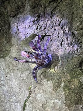 石垣島 ADVENTURE PiPi（イシガキジマアドベンチャーピピ）に投稿された画像（2022/11/23）