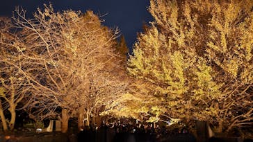 国営昭和記念公園 秋の夜散歩に投稿された画像（2022/11/23）