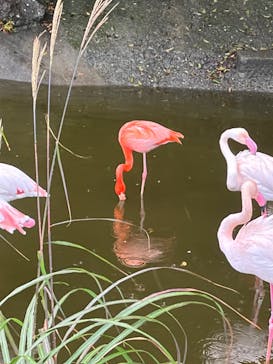 伊豆アニマルキングダムに投稿された画像（2022/11/23）