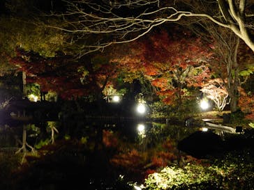 国営昭和記念公園 秋の夜散歩に投稿された画像（2022/11/23）