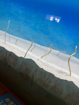 大分マリーンパレス水族館 「うみたまご」に投稿された画像（2022/11/23）