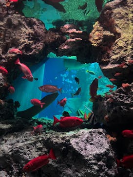 大分マリーンパレス水族館 「うみたまご」に投稿された画像（2022/11/23）