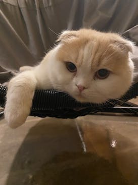 猫カフェモカ　新宿店に投稿された画像（2022/11/23）