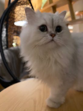 猫カフェモカ　新宿店に投稿された画像（2022/11/23）