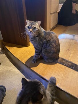 猫カフェモカ　新宿店に投稿された画像（2022/11/23）