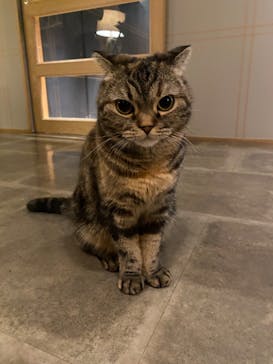 猫カフェモカ　新宿店に投稿された画像（2022/11/23）