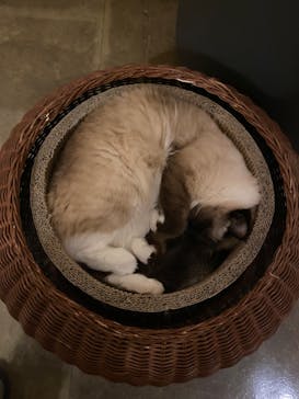 猫カフェモカ　新宿店に投稿された画像（2022/11/23）