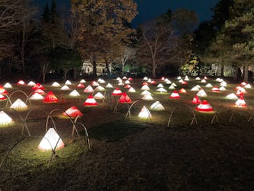 国営昭和記念公園 秋の夜散歩に投稿された画像（2022/11/23）