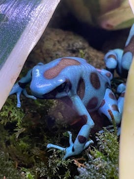 体感型カエル館KawaZooに投稿された画像（2022/11/23）