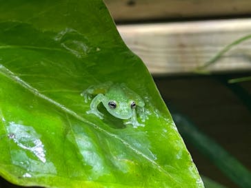 体感型カエル館KawaZooに投稿された画像（2022/11/23）