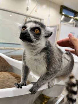 アニタッチみなとみらいに投稿された画像（2022/11/23）