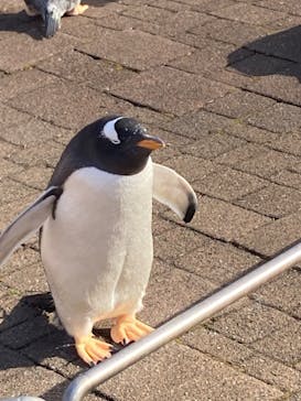 登別マリンパークニクスに投稿された画像（2022/11/23）