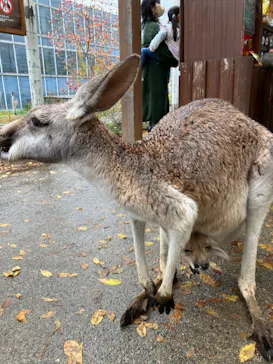 神戸どうぶつ王国に投稿された画像（2022/11/23）