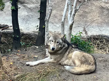神戸どうぶつ王国に投稿された画像（2022/11/23）