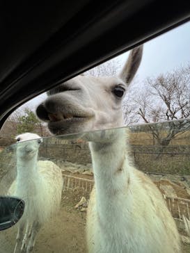 東北サファリパークに投稿された画像（2022/11/23）