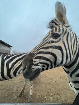 東北サファリパークに投稿された画像（2022/11/23）