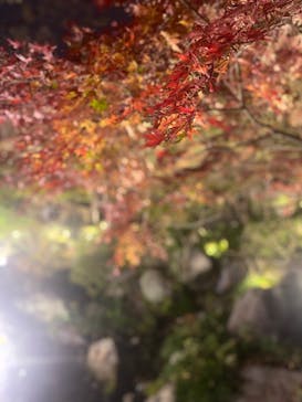 国営昭和記念公園 秋の夜散歩に投稿された画像（2022/11/23）