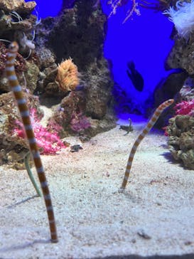 新江ノ島水族館に投稿された画像（2022/11/23）