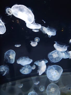 伊豆・三津シーパラダイスに投稿された画像（2022/11/23）