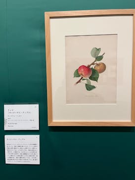 おいしいボタニカル・アート　食を彩る植物のものがたり(SOMPO美術館)に投稿された画像（2022/11/23）