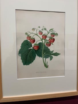 おいしいボタニカル・アート　食を彩る植物のものがたり(SOMPO美術館)に投稿された画像（2022/11/23）
