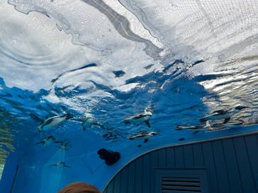 サンシャイン水族館に投稿された画像（2022/11/23）