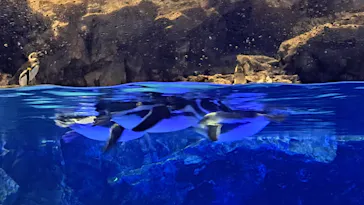 すみだ水族館に投稿された画像（2022/11/23）