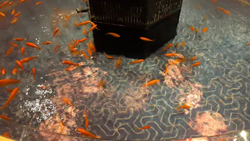 すみだ水族館に投稿された画像（2022/11/23）