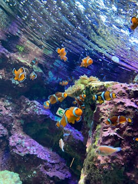 サンシャイン水族館に投稿された画像（2022/11/23）